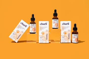 How Pet CBD Can Help Your Pet During Thunderstorms