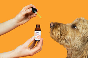 3 Health Benefits of CBD Oil for Aging Dogs