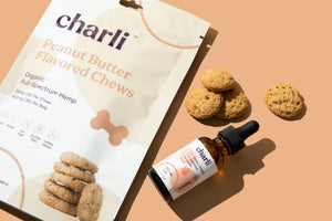 What You Must Know About CBD For Dogs