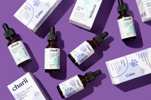 CBD for Pet Seizures and Epilepsy