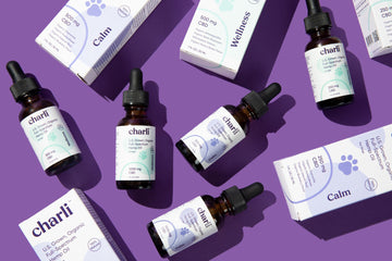 CBD for Pet Seizures and Epilepsy