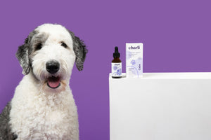 How CBD Can Act as a Probiotic for Your Pet